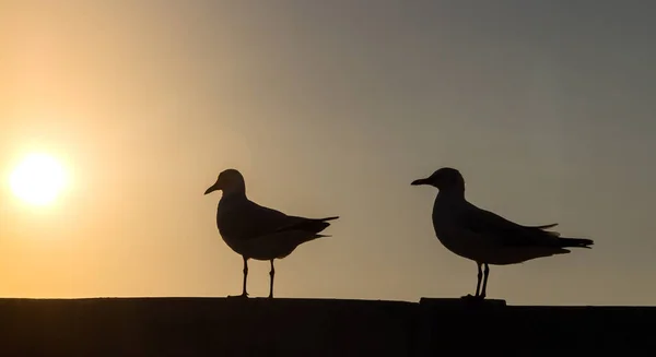 立って一緒に夕日にシルエット カップル シーガル — ストック写真
