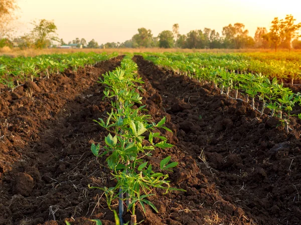 Cultivo Cassava Método Plantação Seu Spacingva — Fotografia de Stock