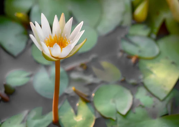 Junge Kleine Weiße Lotusblüte Steht Wasser Mit Grünem Blatt — Stockfoto
