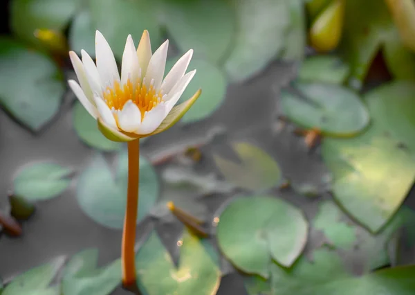 Jovem Flor Lótus Branco Água Com Licença Verde — Fotografia de Stock