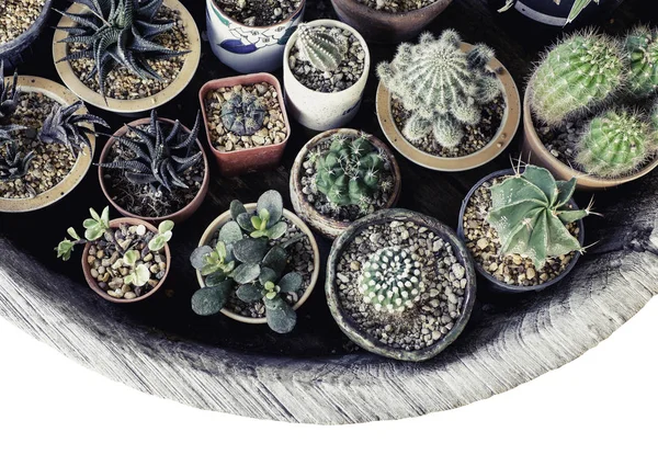 Pequeño Conjunto Cactus Maceta Sobre Fondo Extraño Aislado Con Ruta —  Fotos de Stock