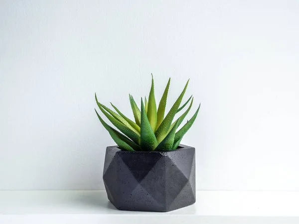 Planteur moderne en béton géométrique noir avec vert succulent pla — Photo