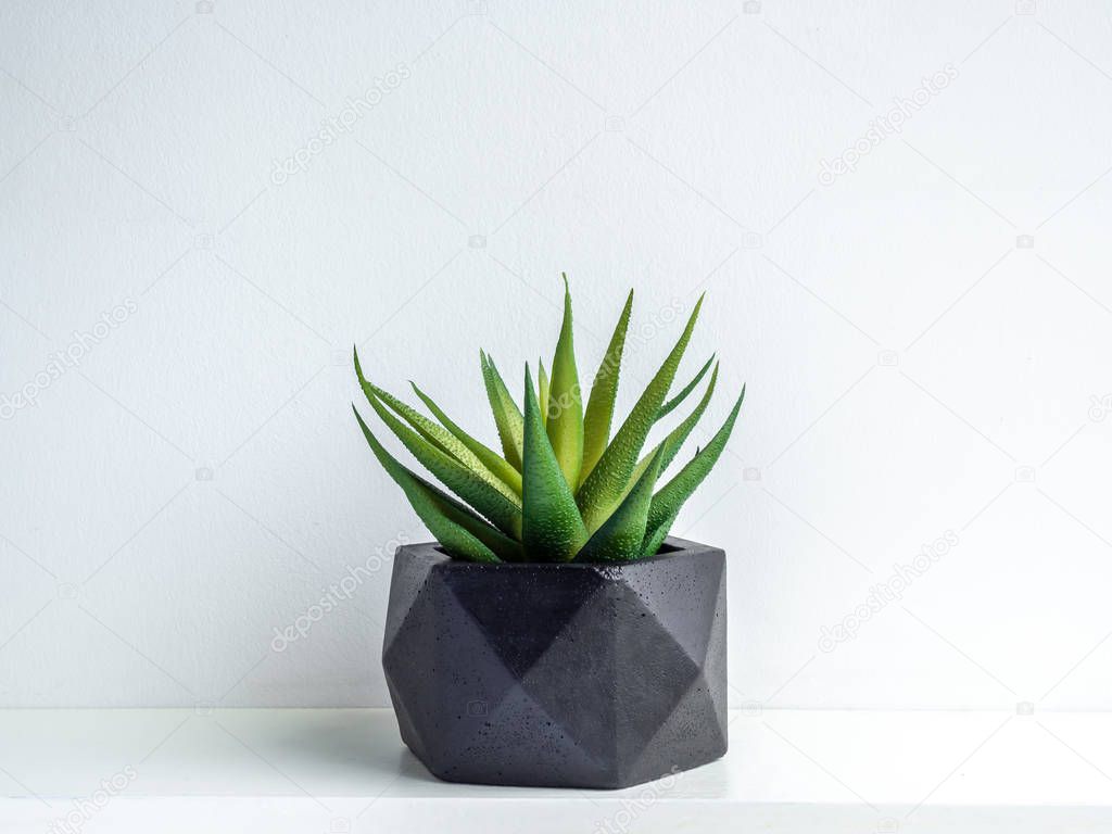 Modern black geometric concrete planter with green succulent pla