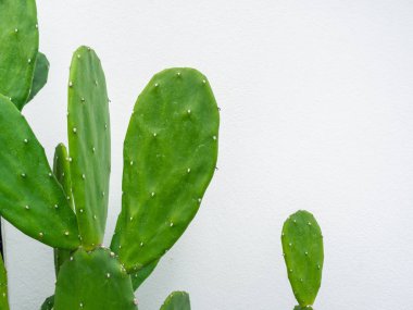 Beyaz duvar arka planında yeşil kaktüs izole edilmiş.