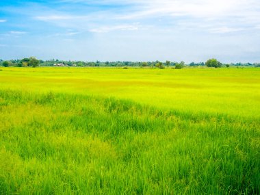 Güzel yeşil tarla, mavi gökyüzünde yeşil ağaç.
