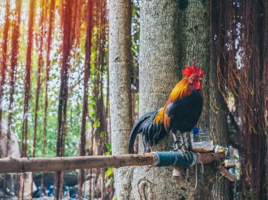 Horoz ağaçta duruyor..