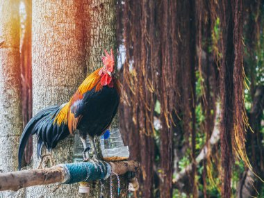 Horoz ağaçta duruyor..