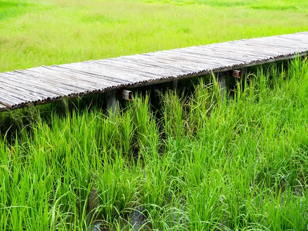 Pont en bambou. Passerelle en bambou avec champs verts . — Photo