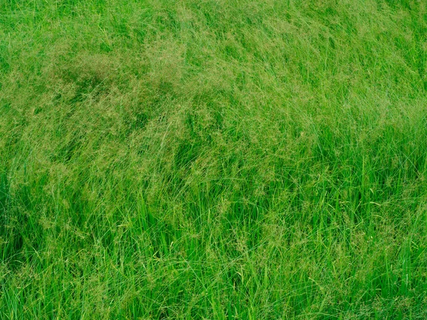 Green grass moving by wind. — Stock Photo, Image