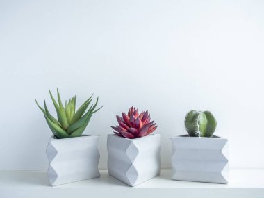 Kaktüs tenceresi. Beton çömlek. Modern geometrik beton ekicisi.