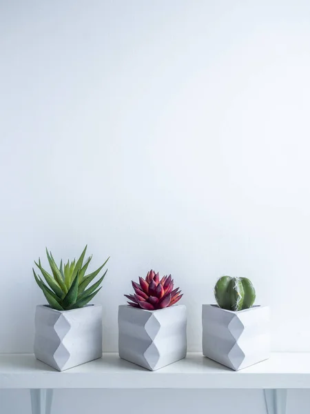 Panci Kaktus. Pot beton. Penanam beton geometris modern . — Stok Foto