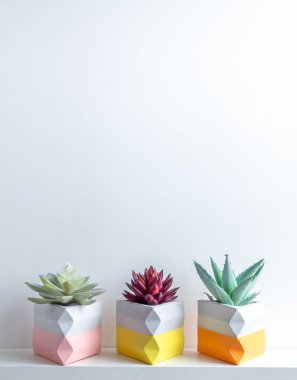 Kaktüs tenceresi. Beton çömlek. Modern geometrik beton ekicisi.