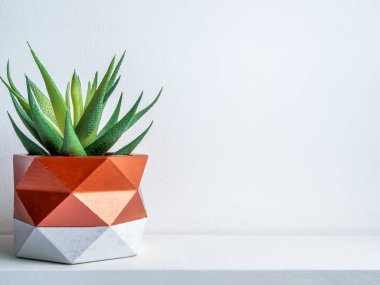 Kaktüs tenceresi. Beton çömlek. Modern geometrik beton ekicisi.