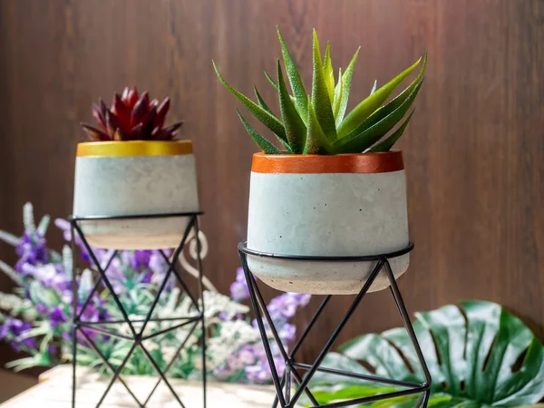 Cactus pot. Concrete pot. Modern geometric concrete planter. — Stock Photo, Image