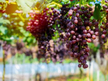 Üzüm bağında taze üzümler hasat edilmeye hazır.