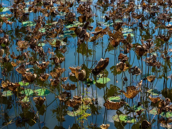 Trockene und sterbende braune Lotusblätter im Sumpf. — Stockfoto