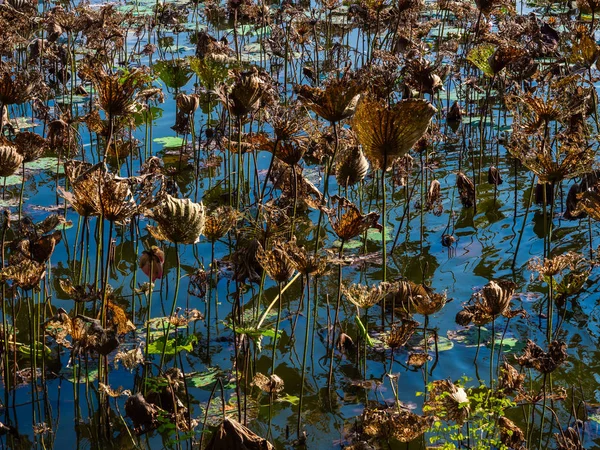 Dry and dying brown lotus leaves in swamp. — Stock Photo, Image