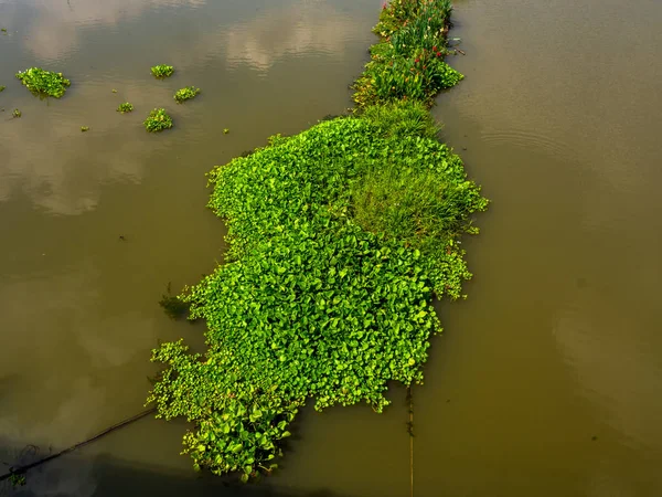 Pianta verde del giacinto dell'acqua che galleggia su un fiume . — Foto Stock