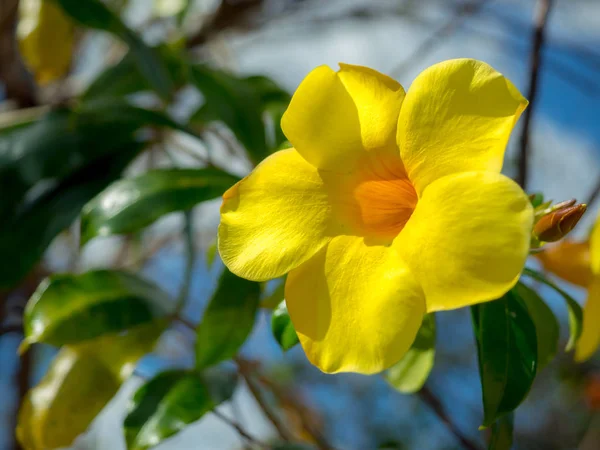 Yellow flower background. Allamanda cathartica or golden trumpet