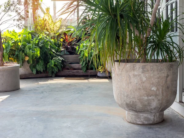 Large round concrete pot with  green leaves on cement floor near