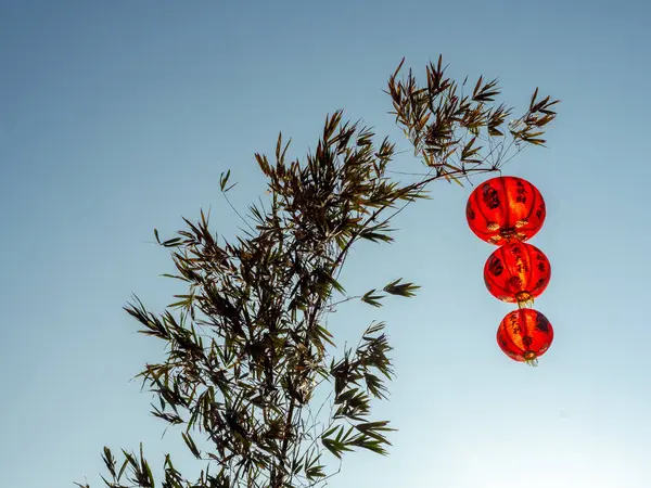 Lanterne appese cinesi rosse su albero di bambù . — Foto Stock