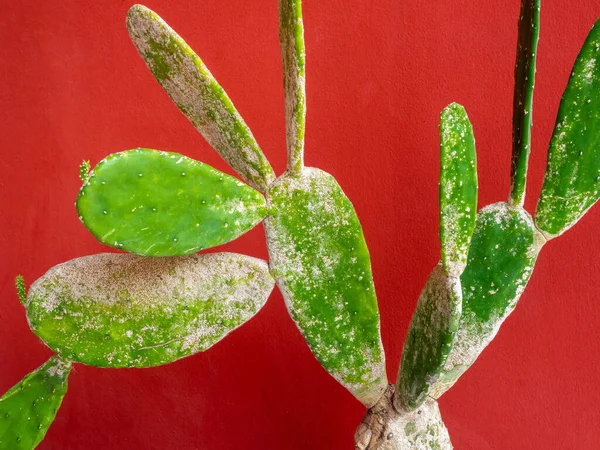 Cactus Tropis Hijau Tiga Warna Pada Latar Belakang Merah Gaya — Stok Foto