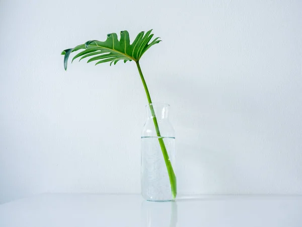 White cafe decoration minimal style. Glass bottle with tropical palm leaf on white table on white wall background.