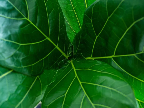 Close Groene Bladeren Patroon Achtergrond — Stockfoto