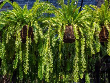 Fern in hanging pot. Nephrolepis ferns potted plant hanging in the garden. clipart