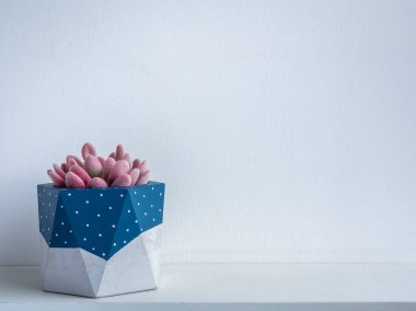 Kaktüs tenceresi. Beton çömlek. Mavi boyanmış modern geometrik çimento ekicisi, beyaz ahşap rafta pembe sulu bitki, beyaz arka planda izole edilmiş, fotokopi alanı olan..