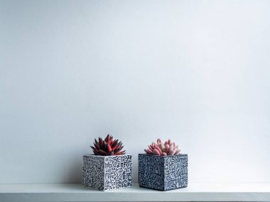Kaktüs tenceresi. Beton çömlek. Boş beyaz, modern grafik desenli geometrik beton ekiciler sulu bitkilerle beyaz tahta raflarda beyaz arka planda izole edilmiş..