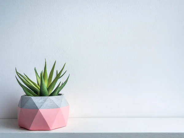 Cactus Pot Maceta Hormigón Plantadores Modernos Hormigón Geométrico Rosa Con — Foto de Stock