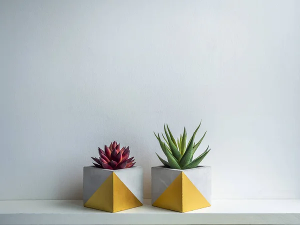 Cactus pot. Concrete pot. Two modern geometric concrete planters with gold painted with succulent plants on white wooden shelf isolated on white wall background.