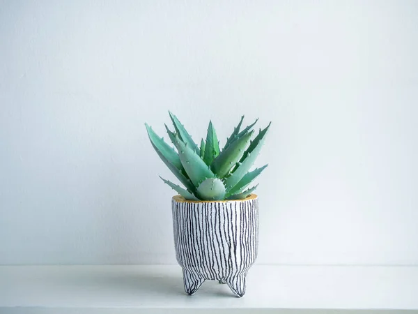 Cactus pot. Concrete pot. Cute small white concrete planter with green succulent plant on white wooden shelf isolated on white background.