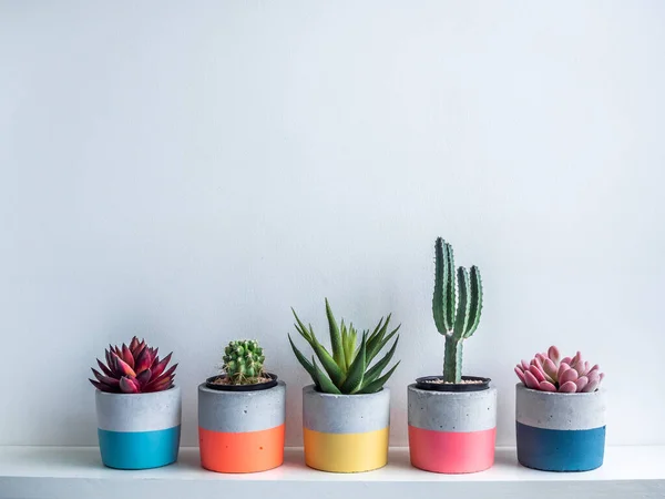 Cactus pot. Concrete pot. Colorful round concrete planters with cactus and succulent plants on white wooden shelf isolated on white background with copy space.