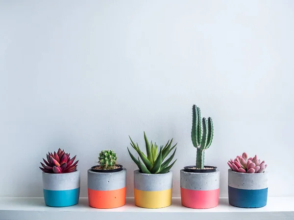 Pot Cactus Pot Béton Planteurs Ronds Colorés Béton Avec Cactus — Photo