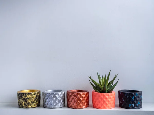Cactus pot. Concrete pot. Various colorful concrete planters with succulent plants on white wooden shelf isolated on white background with copy space.