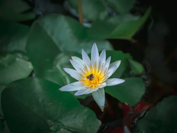 Beautiful White Lotus Flower Two Bugs Yellow Pollen Pond Green — Stock Photo, Image