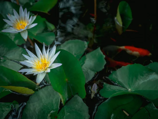 Linda Flor Lótus Branco Lagoa Com Folhas Lótus Verde Peixe — Fotografia de Stock