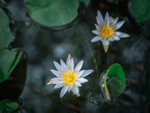 Beautiful White Lotus Flower Pond Green Lotus Leaves Dark Tone — Stock Photo, Image