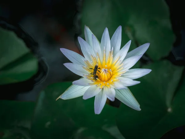 Close Beautiful White Lotus Flower Two Bugs Yellow Pollen Pond — Stock Photo, Image