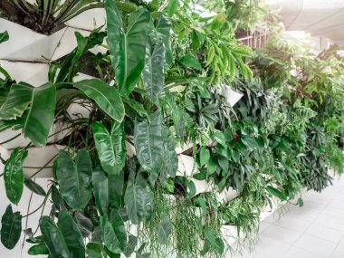 Beyaz duvarda yeşil bitkiler. Binanın içindeki beyaz duvarda tropik yeşil yapraklardan oluşan bir grup var..