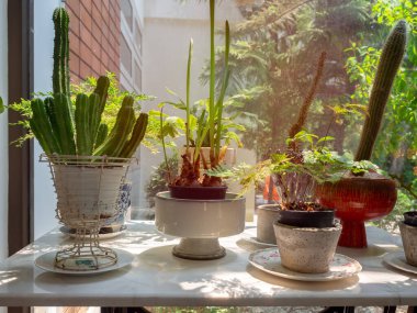 Kaktüs ve cam pencerenin yanındaki masada saksıda bulunan çeşitli yeşil bitkiler, evin rahatlama alanı..