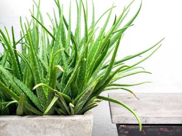 Green aloe vera plant in concrete pot on white wall background.