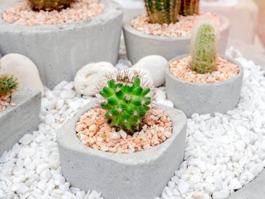 Beton kaplarda çeşitli güzel yeşil kaktüsler var..