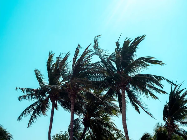 Palma Kokosowa Tle Błękitnego Nieba Okresie Letnim Piękne Tropikalne Tło — Zdjęcie stockowe