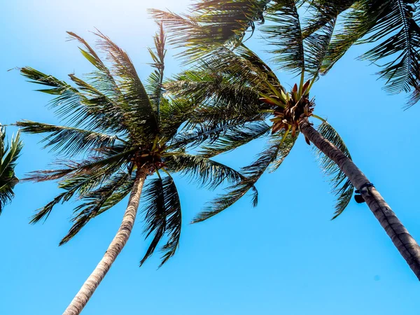 Kokospalmen Vor Blauem Himmel Sommer Schöner Tropischer Hintergrund — Stockfoto