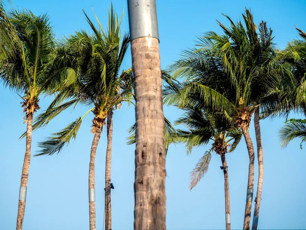 夏の時間 最小限のスタイルで青い空の背景にぼやけた木の前景にヤシの木 美しい熱帯の海の背景 — ストック写真