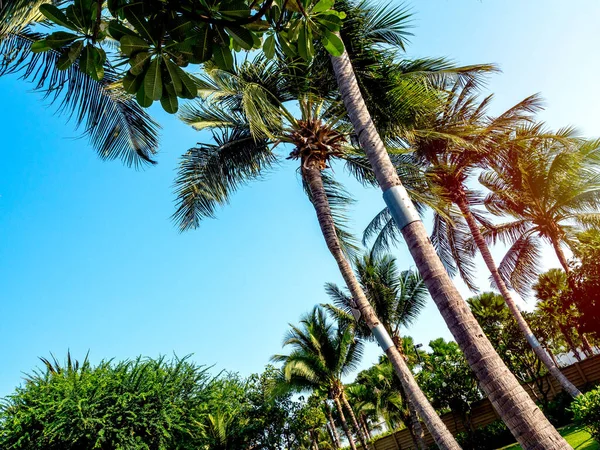 夏には青空の背景にヤシの木 傾斜スタイル 美しい熱帯の海の背景 — ストック写真