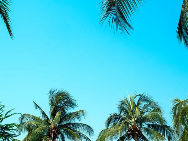 Palmera Coco Sobre Fondo Azul Del Cielo Época Verano Hermoso —  Fotos de Stock